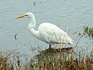 Garza blanca