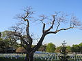 Arlington National Cemetery (2013)