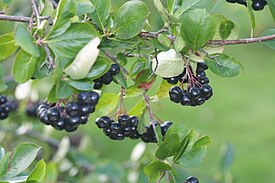 Aronia mitschurinii berries.JPG