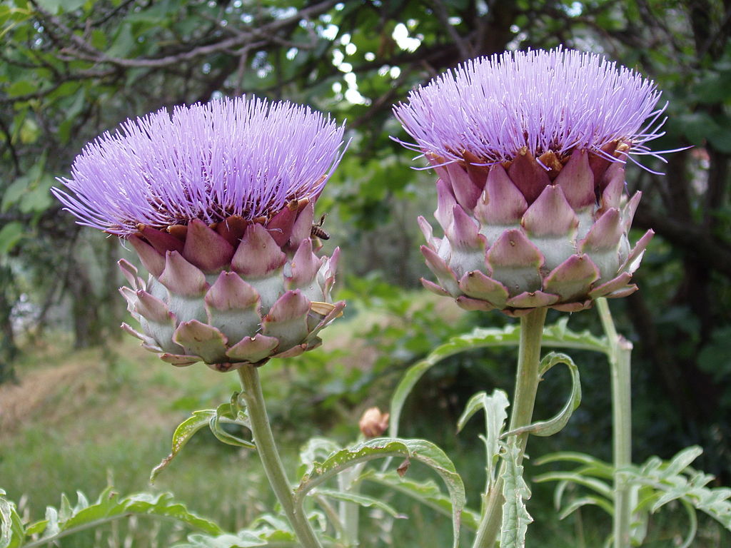 Artichoke plant (Cynara scolymus) (61044604)