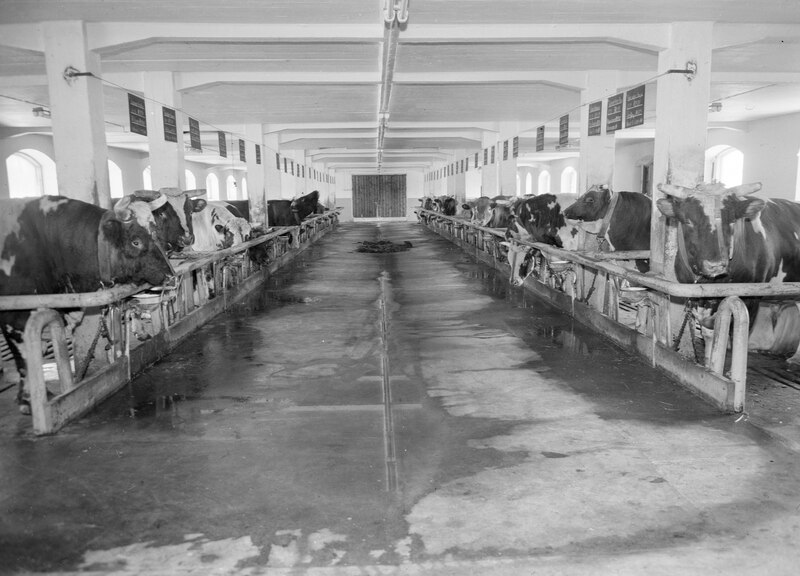 File:Artificial insemination bulls 1960 (JOKAMT2Kar15-1).tif