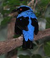 Asian Fairy Bluebird Irena puella Male