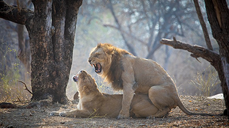 File:Asiatic Lions Mating in Gir Forest.jpg