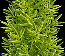 Asparagus densiflorus 08.jpg