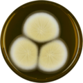 Aspergillus parvulus growing on MEAOX plate