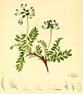 Vignette pour Liste des espèces du genre Astragalus