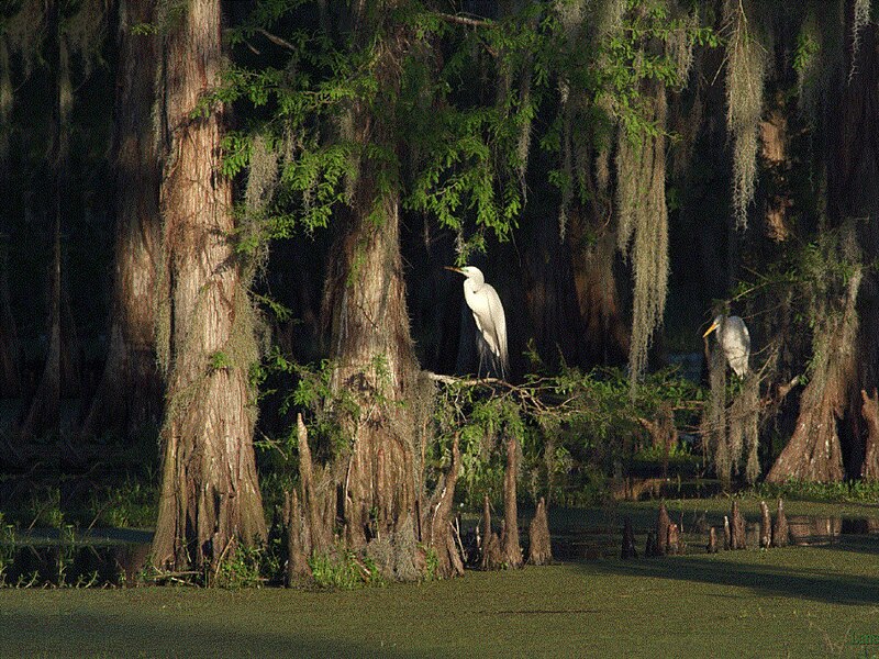 File:Atch Egrets-2-LL.jpg