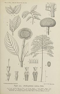 <i>Breonia</i> Genus of plants