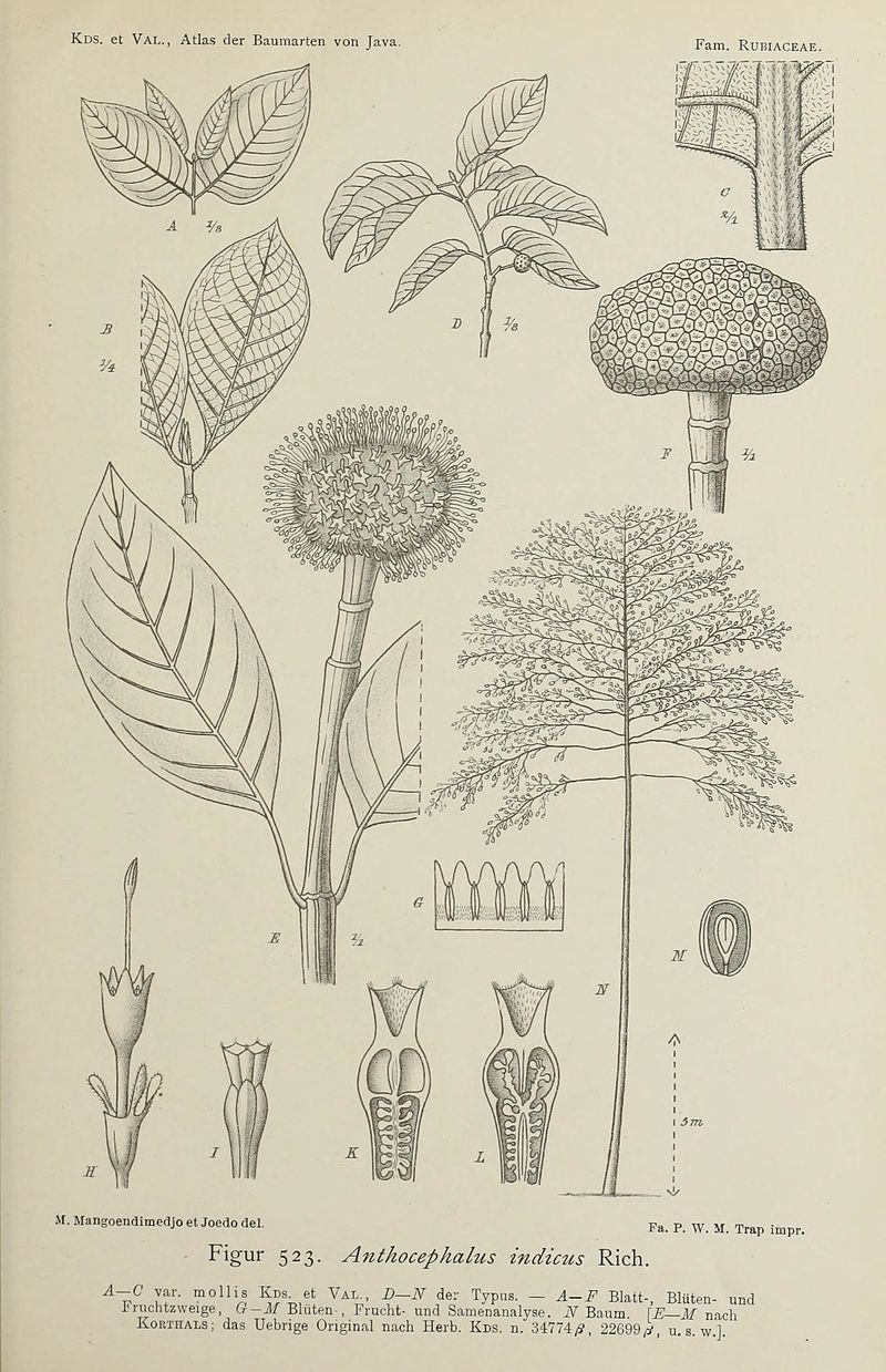 File:Atlas der baumarten von Java (Figur 523) BHL47163420.jpg 