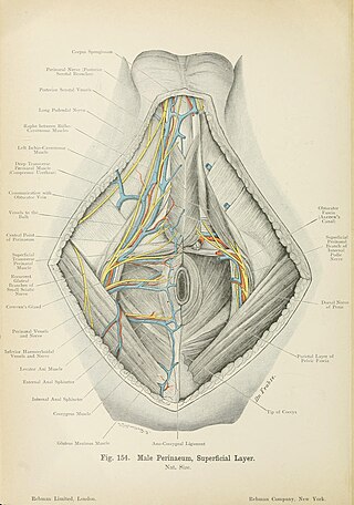 <span class="mw-page-title-main">Posterior scrotal veins</span> Veins of the scrotum