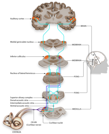 Sign language in the brain