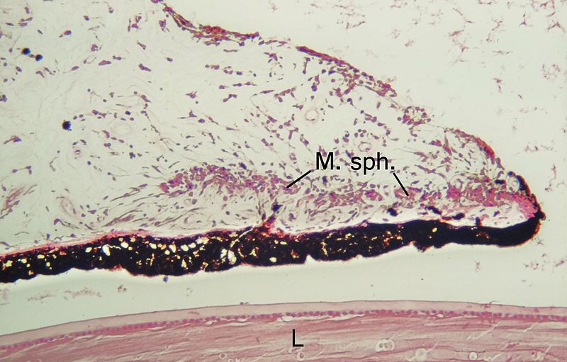 File:Auge Iris.jpg