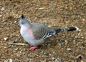 Australian Crested Pigeon003.JPG