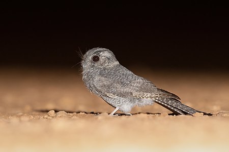 Aegotheles cristatus (Australian Owlet-Nightjar)