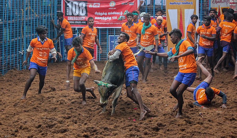 File:Avaniyapuram Jallikattu 09.jpg