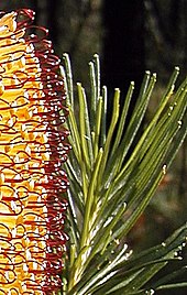 var. spinulosa, Nowra
leaves with serrations near apex only B spinulosa Nowra2 cropped.jpg