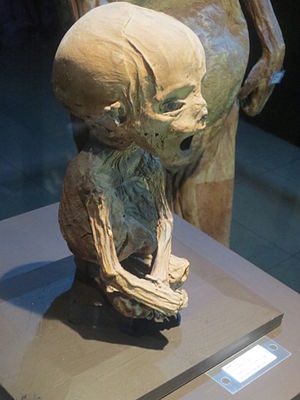 Mummies Of Guanajuato