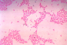 Bacteroides thetaiotaomicron.png