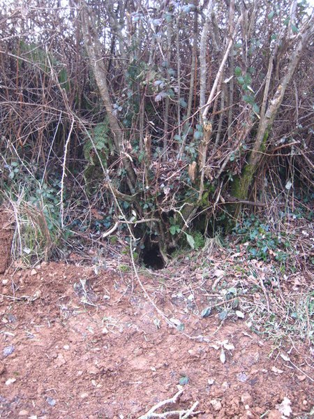 File:Badger hole in the hedge - geograph.org.uk - 1710576.jpg