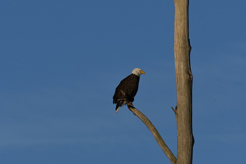 File:Bald eagle blackwater nwr 12.28.22 DSC 4437.jpg