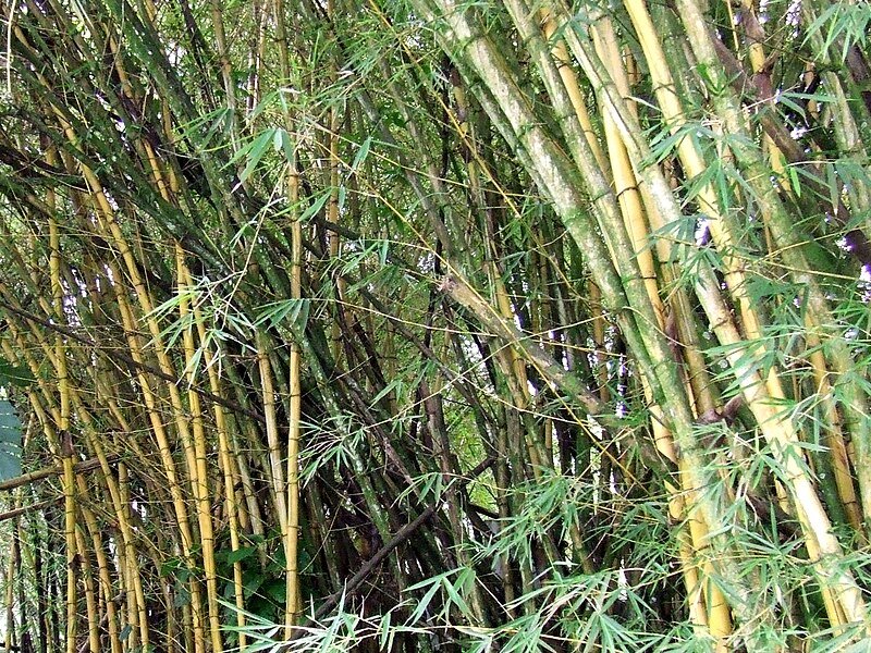 File:Bamboo 2.jpg