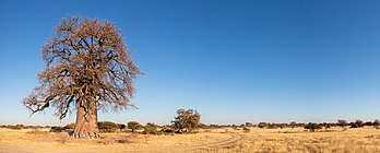 Baobá (Adansonia digitata) em uma típica paisagem do parque nacional dos salares do Makgadikgadi, Botsuana (definição 14 161 × 5 684)