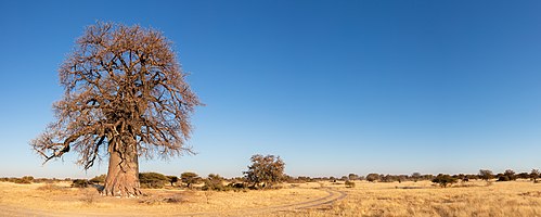 Baobab (Adansonia digitata) in a typical landscape of the Makgadikgadi Pans National Park, Botswana.