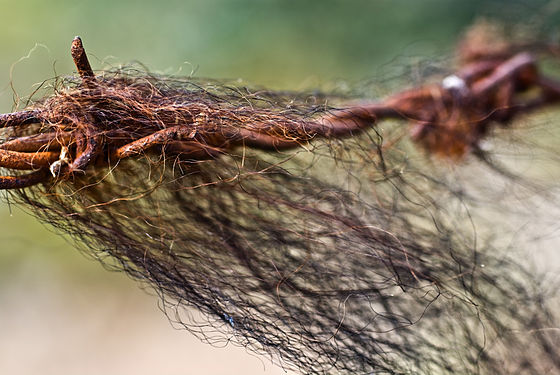 Hair caught on the barbed wire