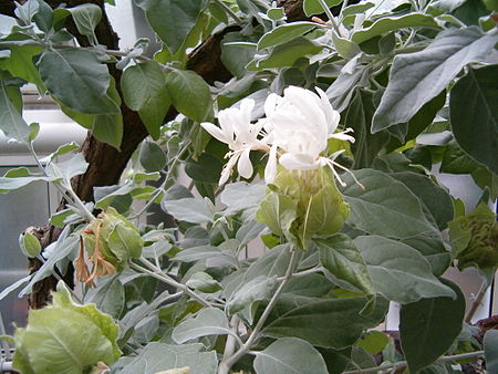 Tập_tin:Barleria_albostellata_LeavesFlowers_BotGardBln0806.JPG