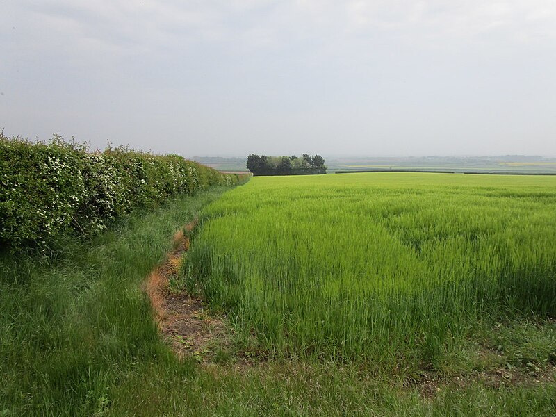 File:Barley on Nafferton Wold - geograph.org.uk - 6156630.jpg