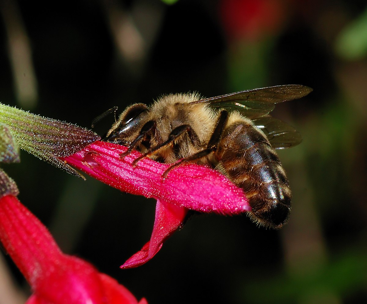 Western honey bee - Wikipedia