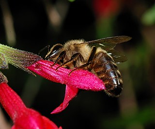 European dark bee Subspecies of honey bee