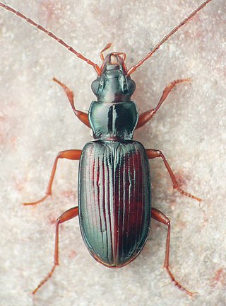 <i>Bembidion rolandi</i> Species of beetle