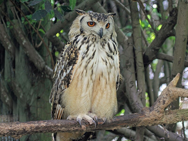 Bengal Eagle Owl RWD.jpg