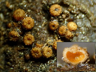 <i>Bionectria</i> Genus of fungi