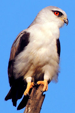 Black-Winged Kite Elanus caeruleus.jpg