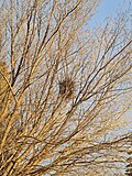 Thumbnail for File:Black-billed Magpie nest.jpg