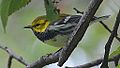 Black-throated Green Warbler (8050693490).jpg