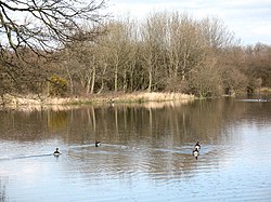 Siyah Heath Pond - geograph.org.uk - 373087.jpg