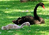 Black Swan and Cygnet.jpg