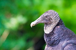 Black Vulture (Coragyps atratus) (19535475860).jpg