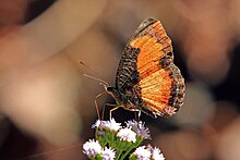 Schwarze und orange (Vanessula milca latifasciata) weibliche Unterseite.jpg