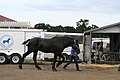 Black american percheron