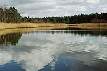 Black Pond Black pond near Esher.jpeg