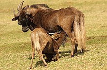 A female with a suckling calf at Krugersdorp Game Park in Gauteng, South Africa Black wildebeest, or white-tailed gnu, Connochaetes gnou at Krugersdorp Game Reserve, Gauteng, South Africa (27481726105).jpg