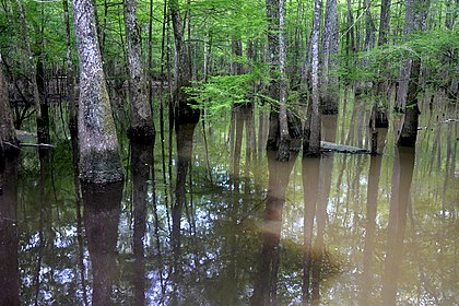 A cypress slough where baygall blackwater (left) mixes with the more typical muddy waters (right) of the region. Big Thicket National Preserve, Jack Gore Baygall Unit, Hardin Co. Texas; 3 April 2020