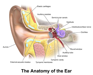 <span class="mw-page-title-main">Eardrum</span> Membrane separating the external ear from the middle ear