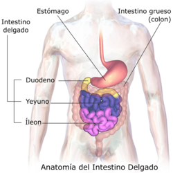 Intestino Delgado: Función del intestino delgado, Forma y relaciones del intestino delgado, Irrigación arterial