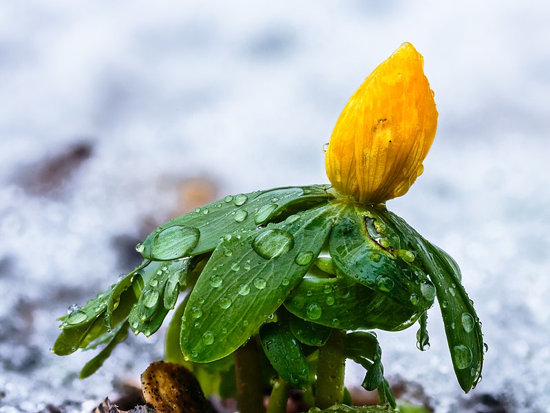 File:Bloemknop van een winterakoniet (Eranthis hyemalis) in smeltende sneeuw 16-02-2021. (d.j.b). 01.jpg