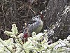 Blood Pheasant.jpg 